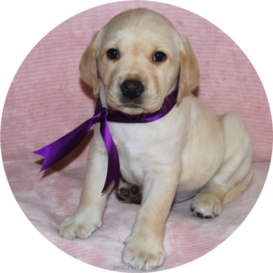 男の子パープル(A child of & ) 男の子パープル